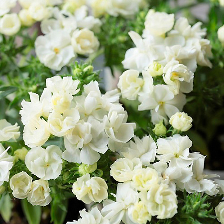 Фото Флокс друммонда махровый белый