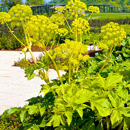 Фото Дягиль лекарственный, дудник