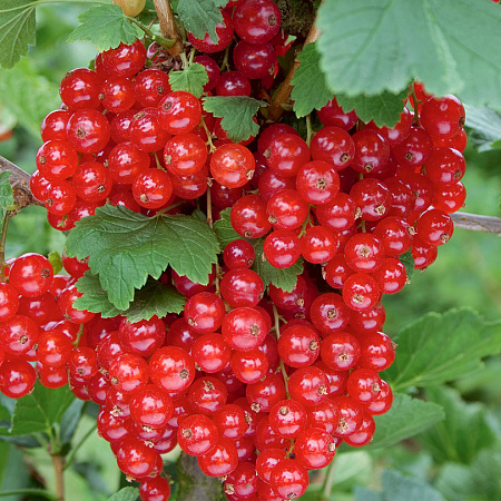 Фото Смородина Уральская красавица