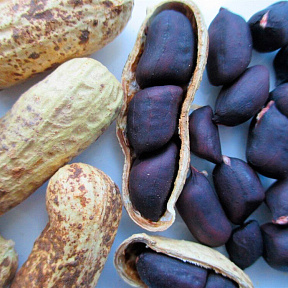 Арахис чёрный