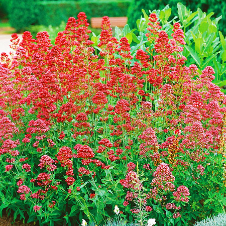 Фото Валериана Красная