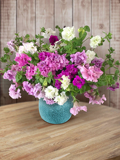 Купить семена Петуния махровая Аллегра — от НПО Сады Росcии