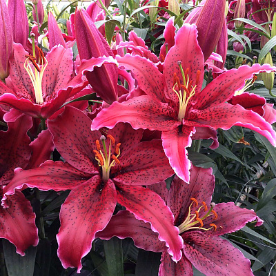 Лилия восточная Блэк Белт