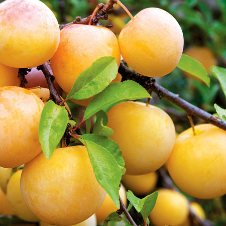 Фото Слива Жёлтая Хопты