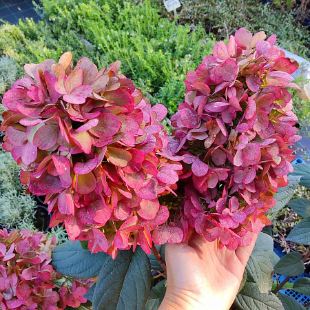 Фото Гортензия метельчатая Бонфайер