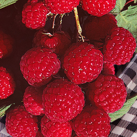 Фото Малина Бархатная