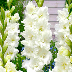 Гладиолус Мурманск