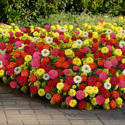 Цинния мариландская Захара Махровый ковёр