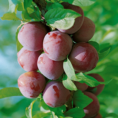 Фото Слива Дар орла