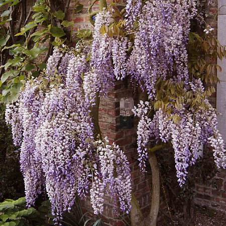 Фото Глициния китайская Пролифик