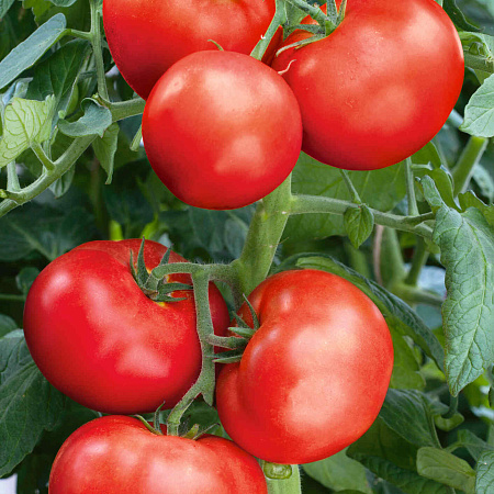 Фото Помидор Царевич F1