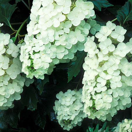 Фото Гортензия дуболистная