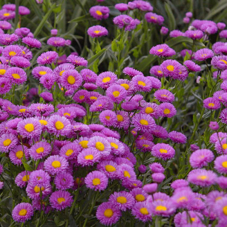 Фото Эригерон Фостер лайблинг