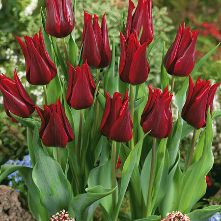 Фото Тюльпан Бесконечная любовь