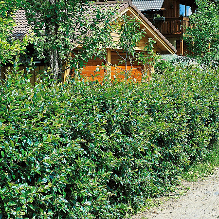 Фото Кизильник Блестящий