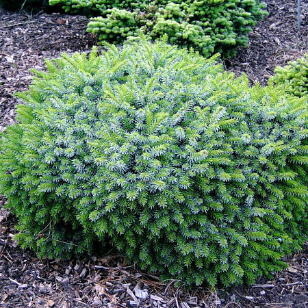 Фото Ель сербская Карел