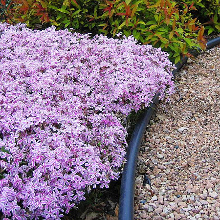 Фото Флокс шиловидный Конфетка