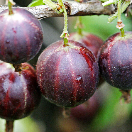 Фото Крыжовник Нарядный