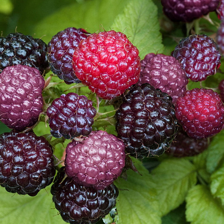 Фото Малина Бристоль