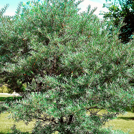 Фото Облепиха мужской опылитель