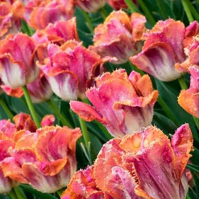 Тюльпан бахромчатый Сансет Майями