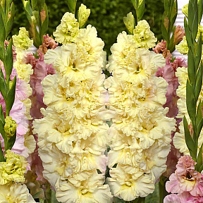 Гладиолус Свит Кристал