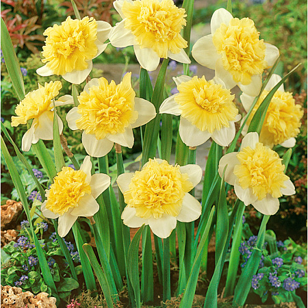 Фото Нарцисс Айс Кинг