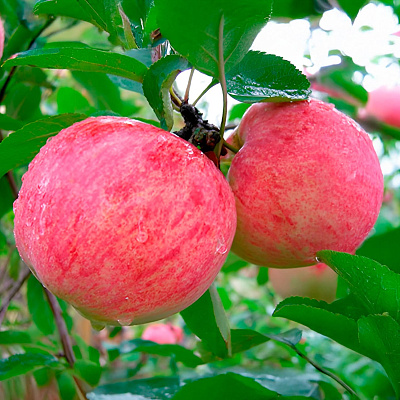 Яблоня Первый салют