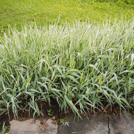 Фото Фалярис тростниковый Элегантиссима