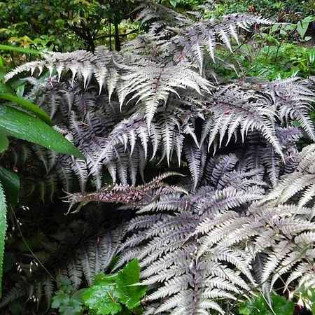 Фото Кочедыжник ниппонский Металликум