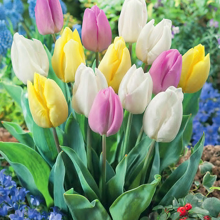 Фото Тюльпан Аристократ набор