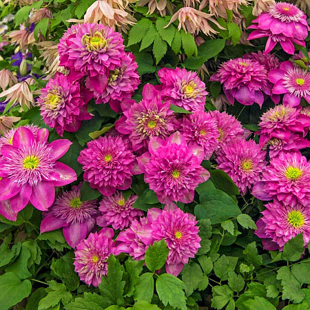 Фото Клематис Блашинг Брайдсмейд