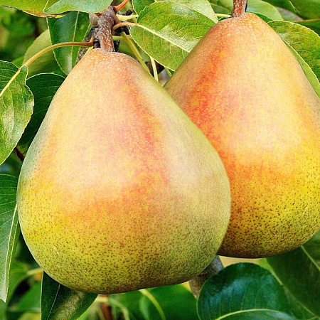 Фото Груша Карола