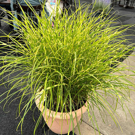 Фото Мискантус китайский Литл Зебра