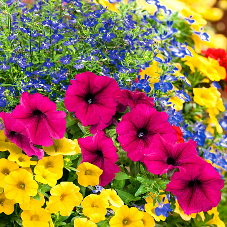 Фото Набор Африка