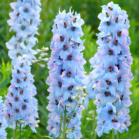 Фото Дельфиниум Моргентау