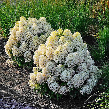 Фото Гортензия метельчатая Милк энд Хани