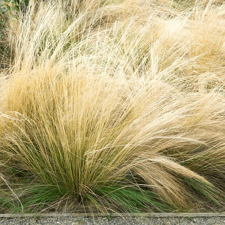 Фото Ковыль тончайший Пони Тэйлз