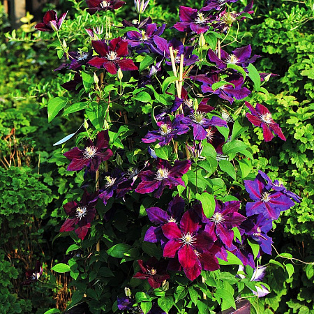 Фото Клематис Юлька