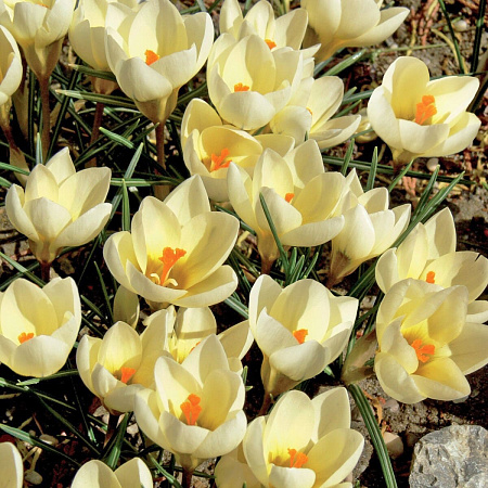 Фото Крокус Крим бьюти