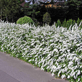 Спирея серая Грефшейм