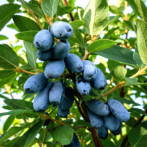 Жимолость Бореалис