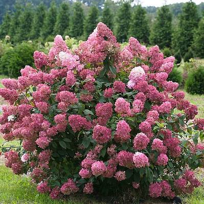 Фото Гортензия метельчатая Мэджикал Файер