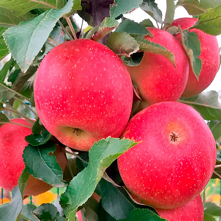Фото Яблоня Антоша