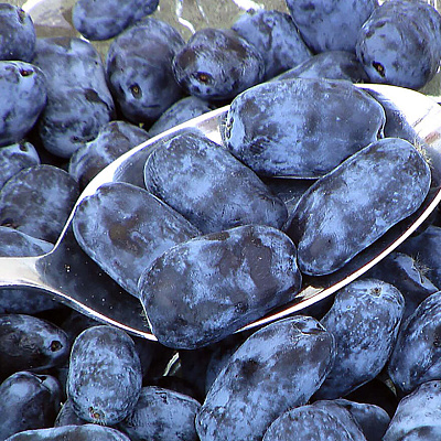 Жимолость Индиго Трит