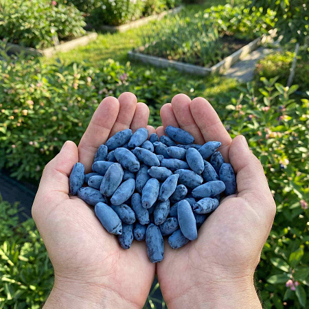 Фото Жимолость Аврора