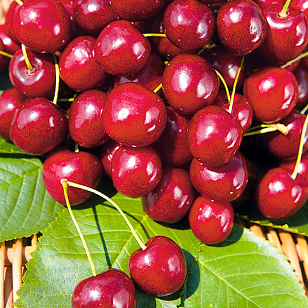 Фото Вишня Троицкая