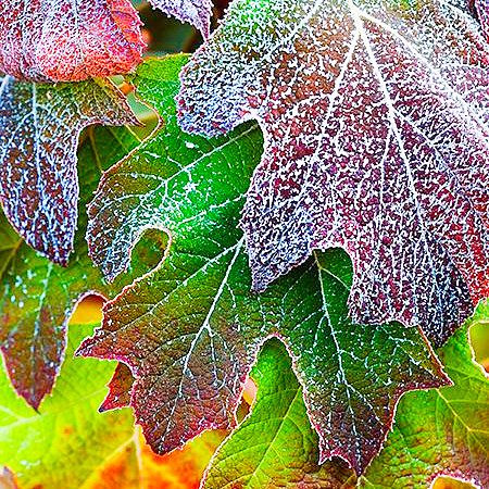 Фото Гортензия дуболистная