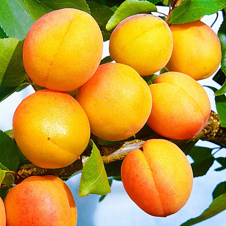 Фото Комплект полукарликовых абрикосов №4: Кичигинский, Погремок, Челябинский ранний