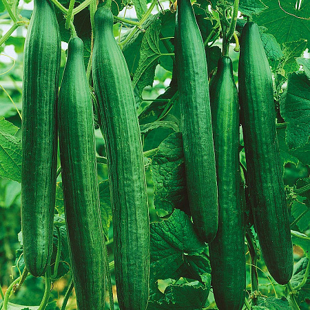 Фото Огурец Буратино